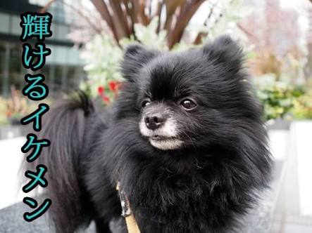 ポメラニアン好きな人ー！