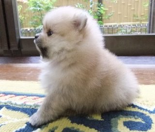 ポメラニアン好きな人ー！