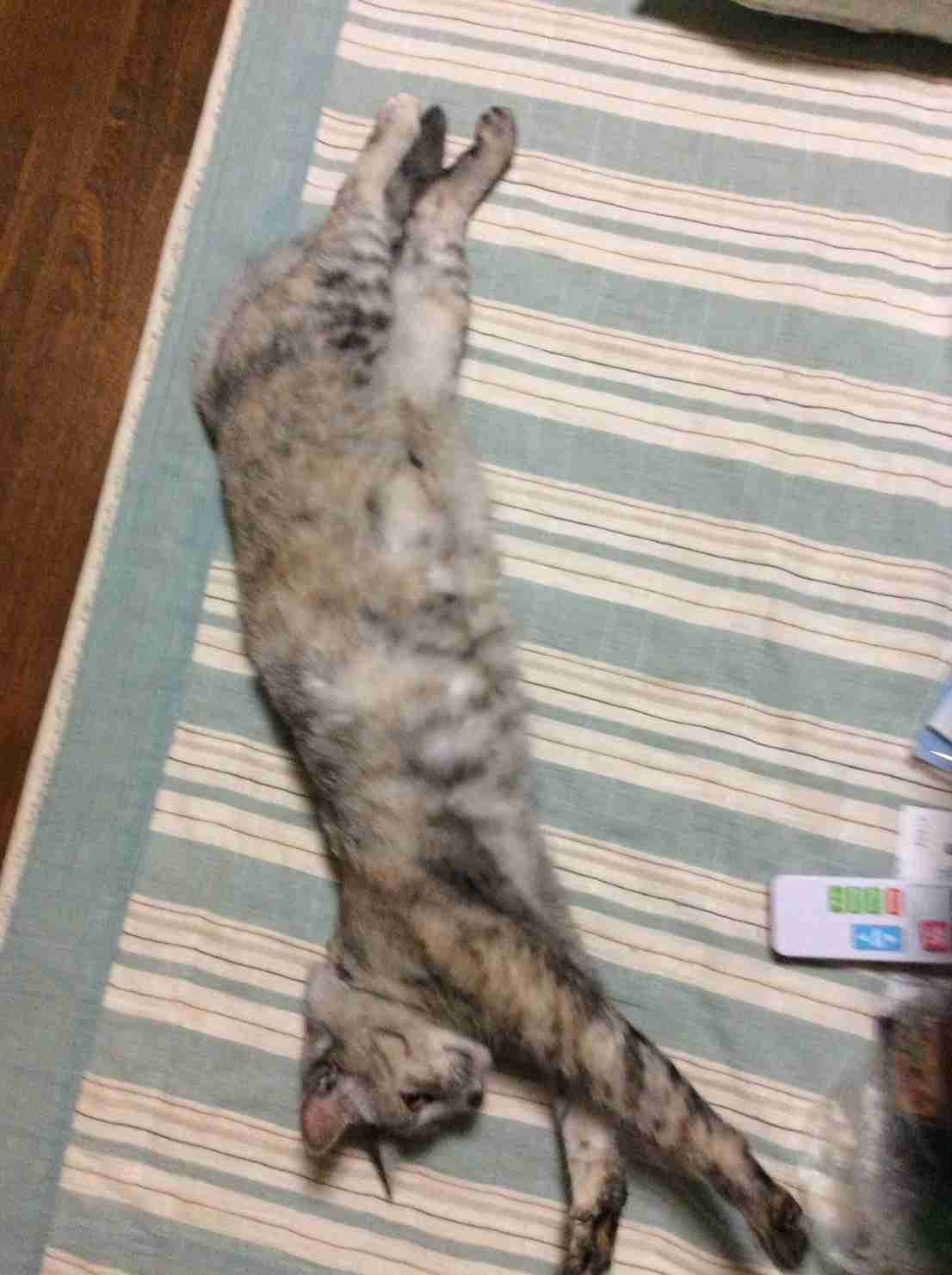 ゆるい･脱力系の画像を貼ってって～