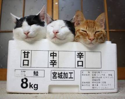 ゆるい･脱力系の画像を貼ってって～