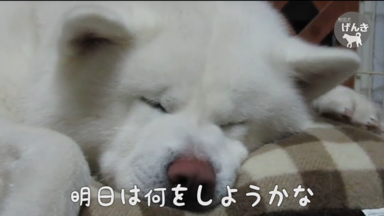 ゆるい･脱力系の画像を貼ってって～
