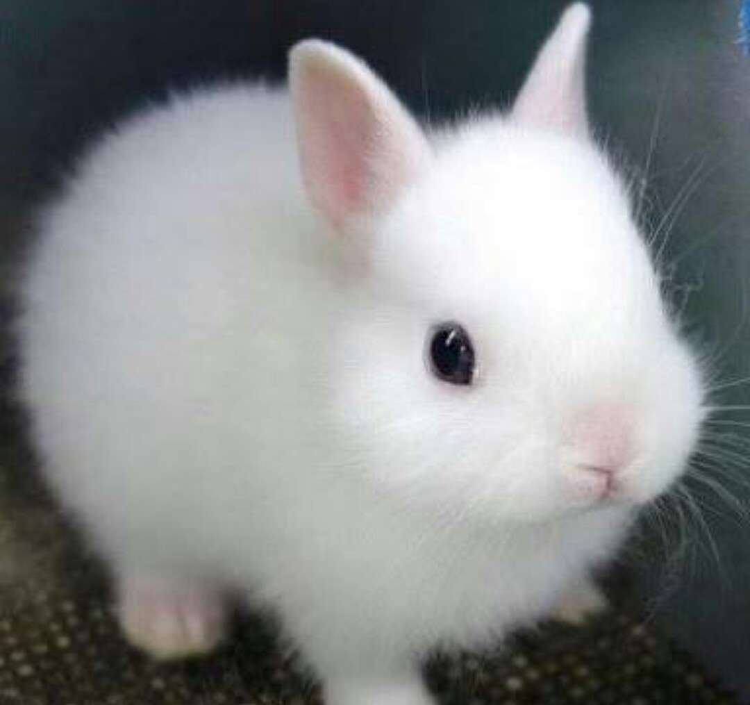 ゆるい･脱力系の画像を貼ってって～