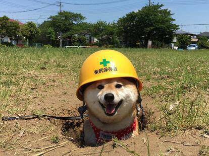 ゆるい･脱力系の画像を貼ってって～