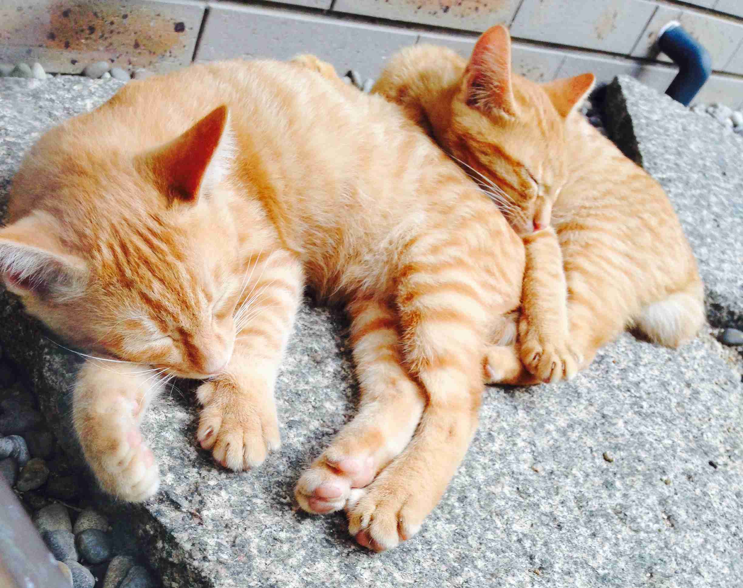 ゆるい･脱力系の画像を貼ってって～
