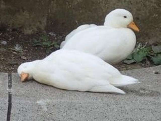 ゆるい･脱力系の画像を貼ってって～