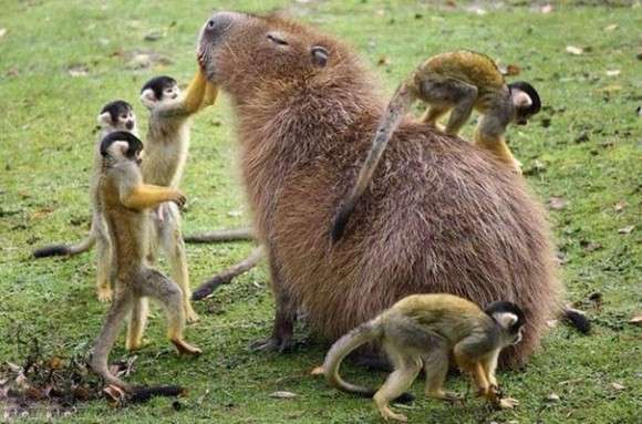 【画像】可愛い動物が溜まりに溜まるトピ
