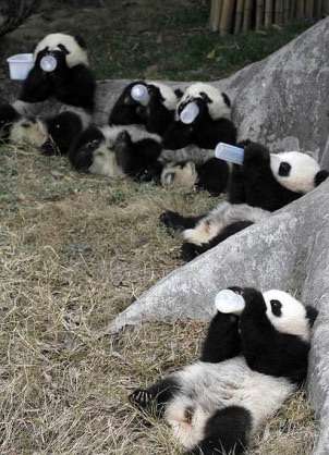 【画像】可愛い動物が溜まりに溜まるトピ