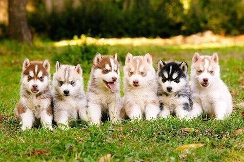【画像】可愛い動物が溜まりに溜まるトピ