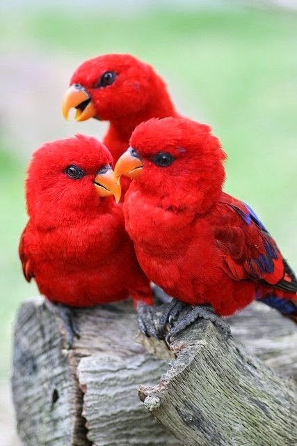 【画像】可愛い動物が溜まりに溜まるトピ