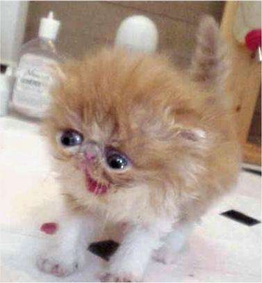 【画像】可愛い動物が溜まりに溜まるトピ