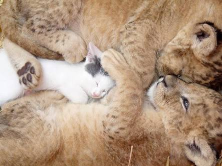 【画像】可愛い動物が溜まりに溜まるトピ