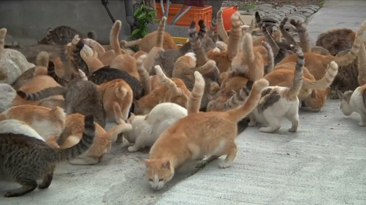 【画像】可愛い動物が溜まりに溜まるトピ