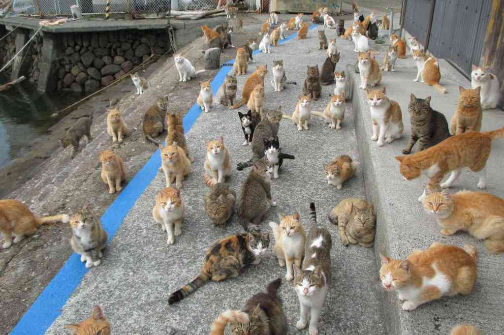 【画像】可愛い動物が溜まりに溜まるトピ