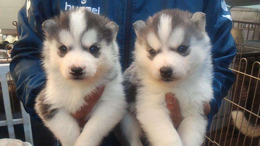 【画像】可愛い動物が溜まりに溜まるトピ