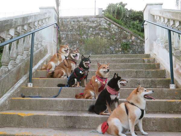 【画像】可愛い動物が溜まりに溜まるトピ
