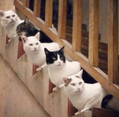 【画像】可愛い動物が溜まりに溜まるトピ