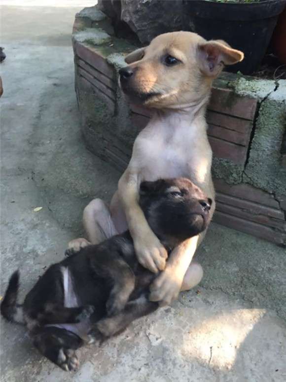 【画像】可愛い動物が溜まりに溜まるトピ