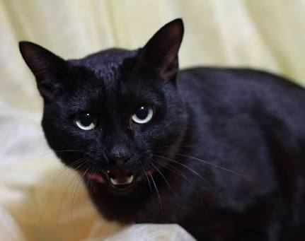 【画像】可愛い動物が溜まりに溜まるトピ