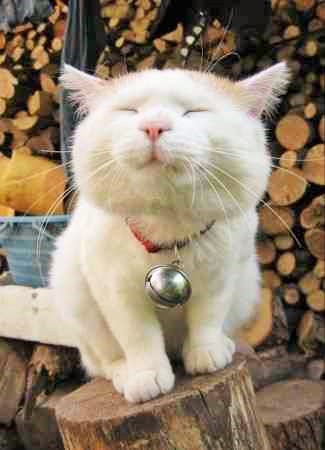 【画像】可愛い動物が溜まりに溜まるトピ