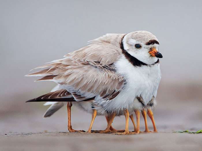 【画像】可愛い動物が溜まりに溜まるトピ