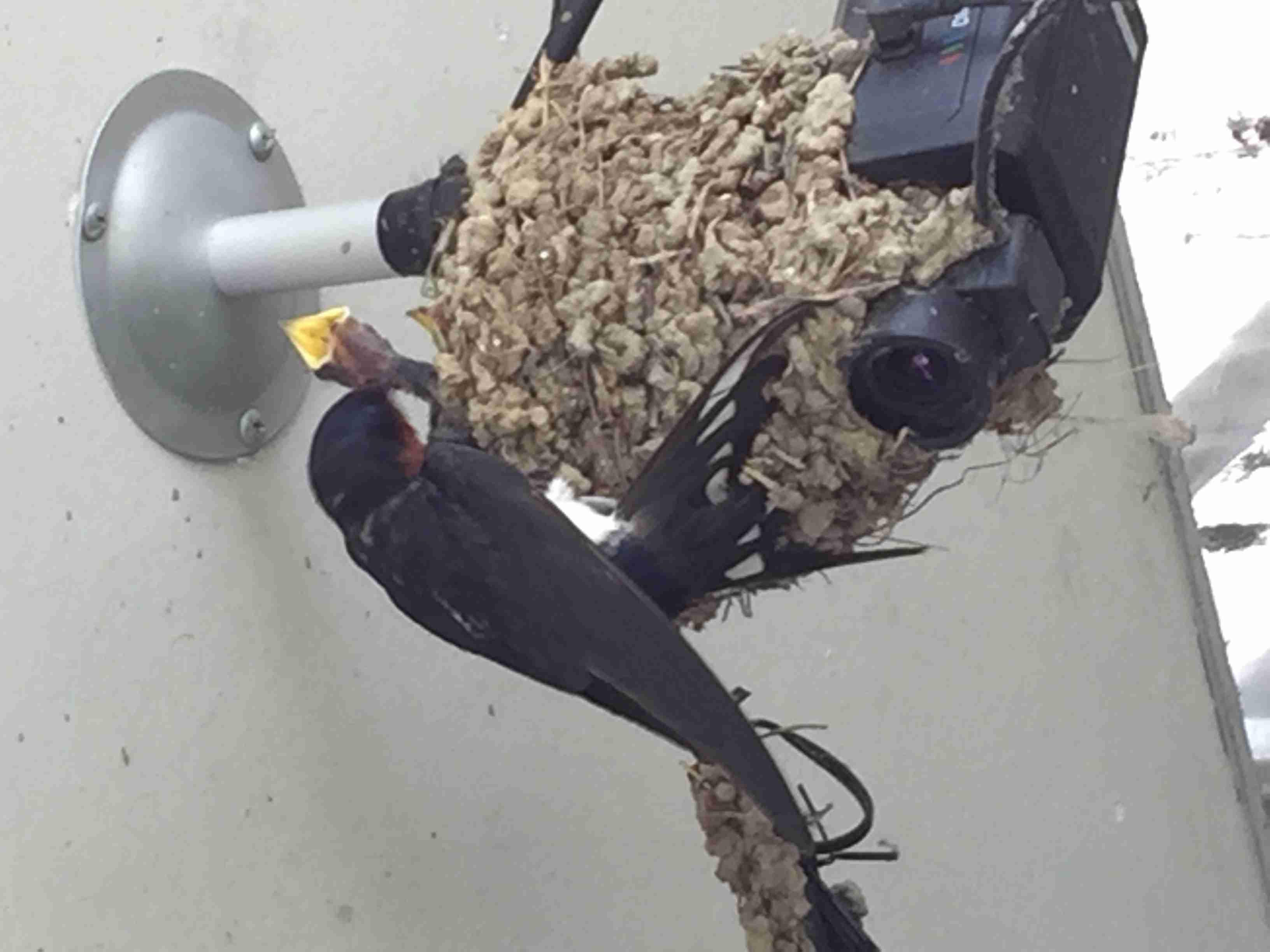 【画像】可愛い動物が溜まりに溜まるトピ