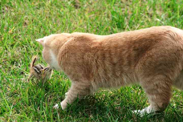 【画像】可愛い動物が溜まりに溜まるトピ
