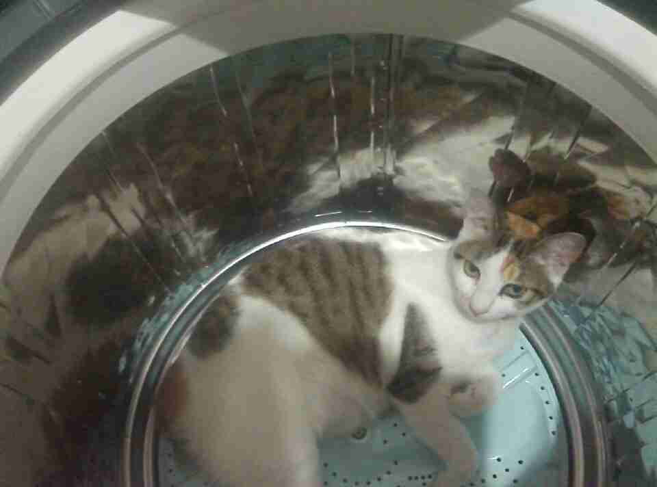 【画像】可愛い動物が溜まりに溜まるトピ