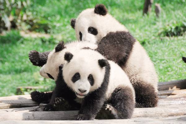 【画像】可愛い動物が溜まりに溜まるトピ