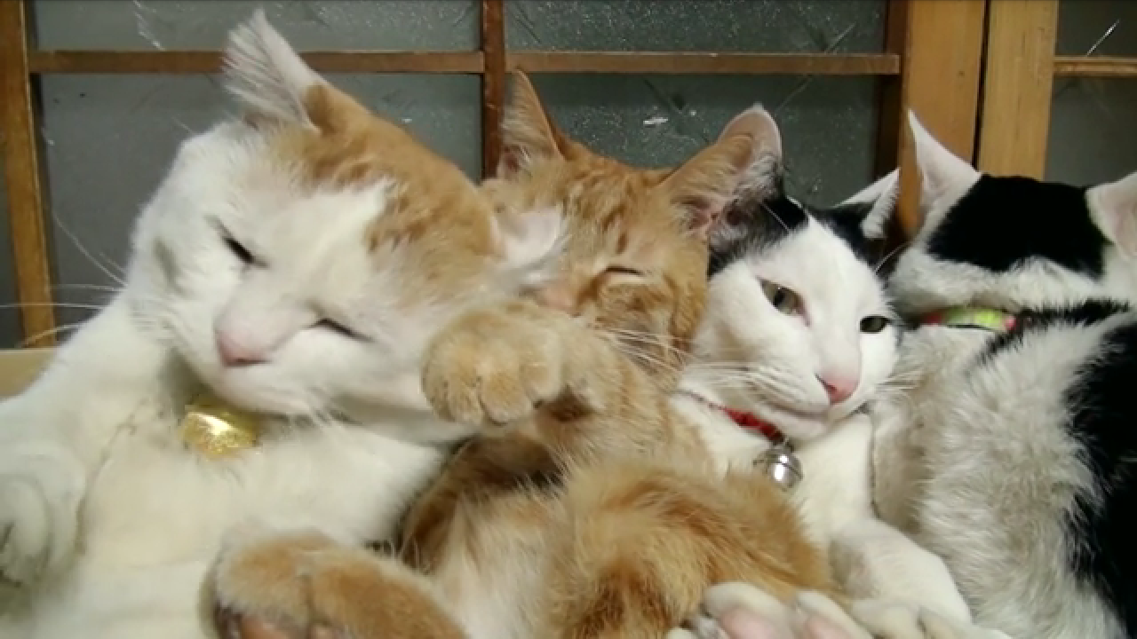 【画像】可愛い動物が溜まりに溜まるトピ