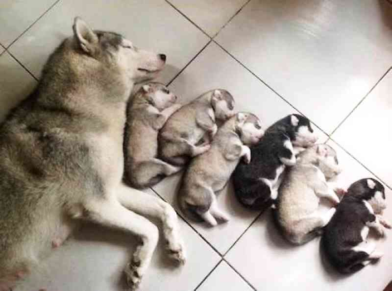【画像】可愛い動物が溜まりに溜まるトピ