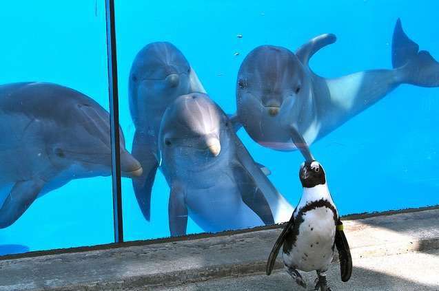 【画像】可愛い動物が溜まりに溜まるトピ