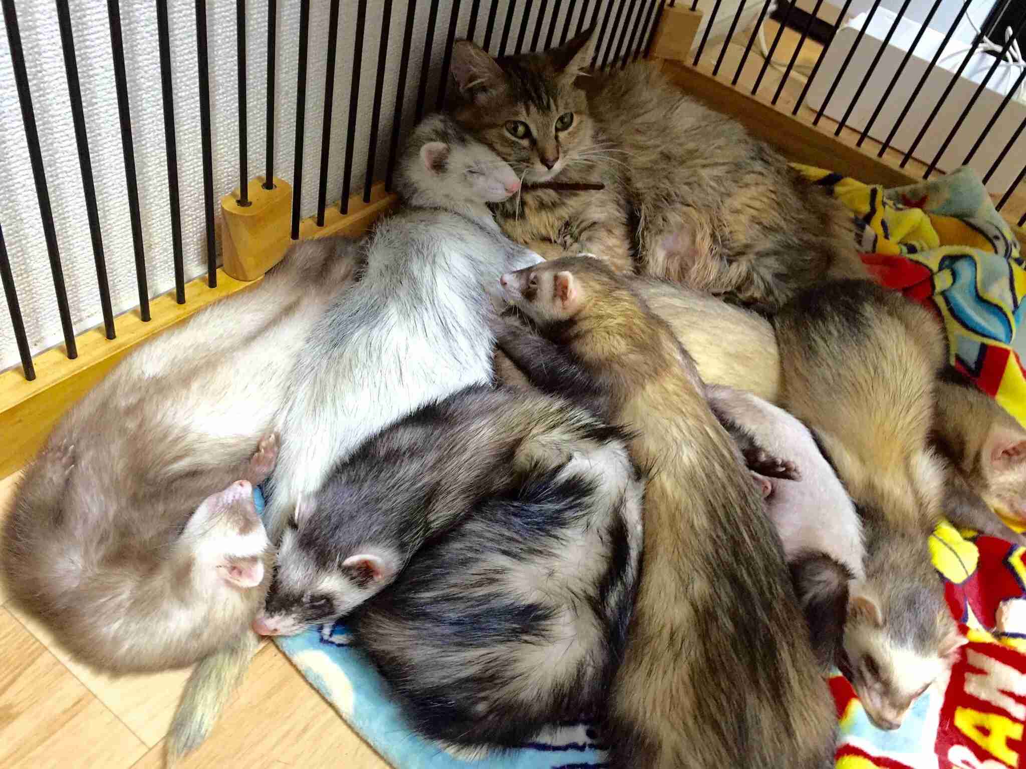 【画像】可愛い動物が溜まりに溜まるトピ