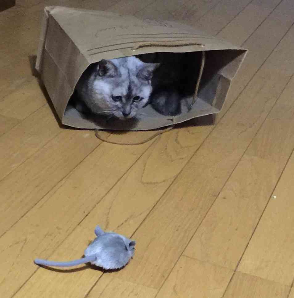 【画像】可愛い動物が溜まりに溜まるトピ