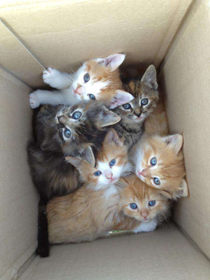 【画像】可愛い動物が溜まりに溜まるトピ