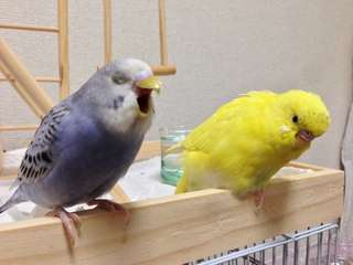 【画像】可愛い動物が溜まりに溜まるトピ
