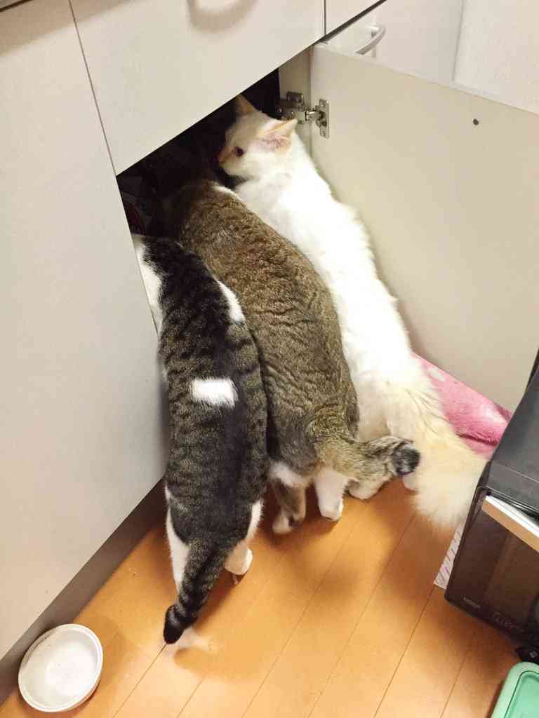 【画像】可愛い動物が溜まりに溜まるトピ
