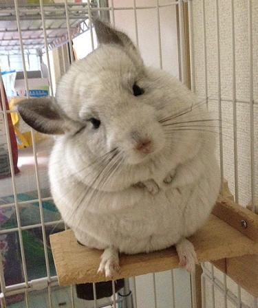 【画像】可愛い動物が溜まりに溜まるトピ