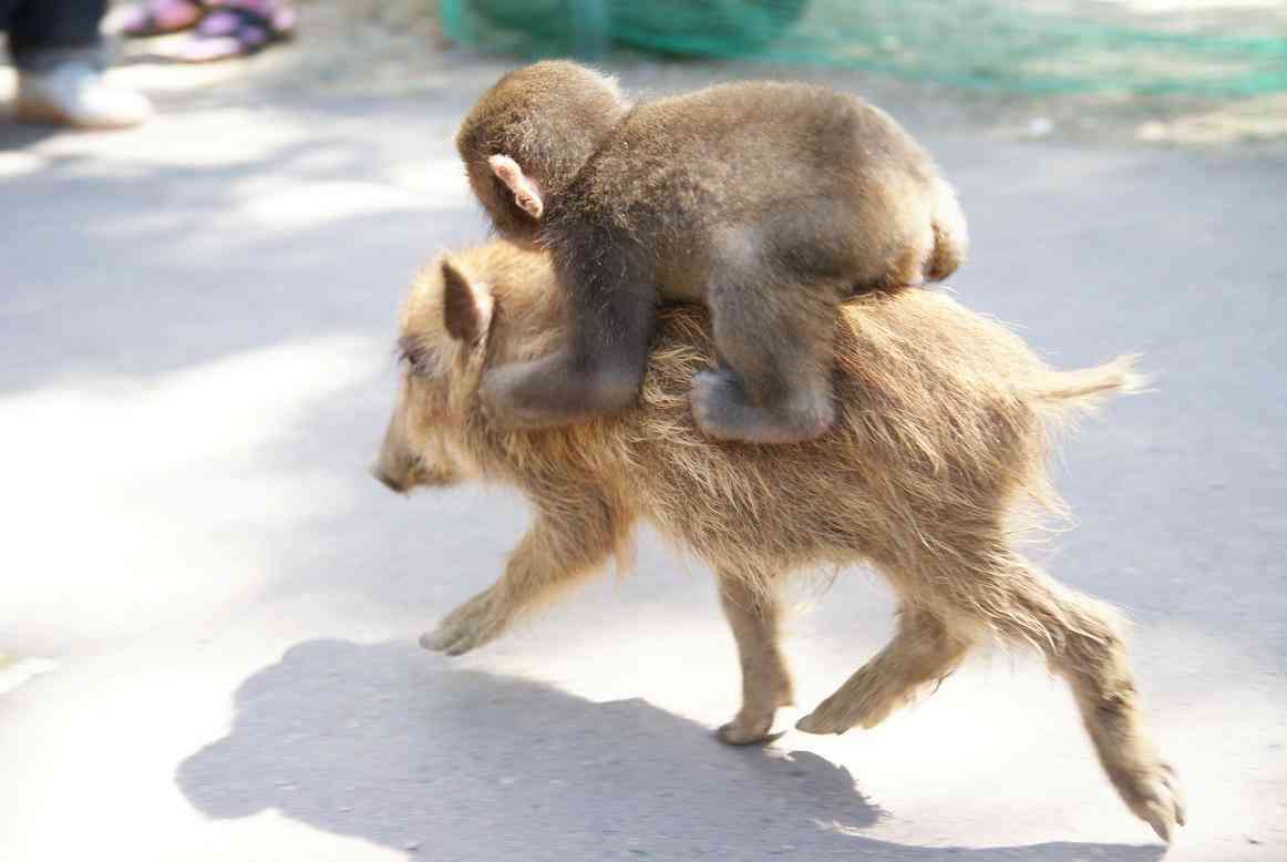 【画像】可愛い動物が溜まりに溜まるトピ