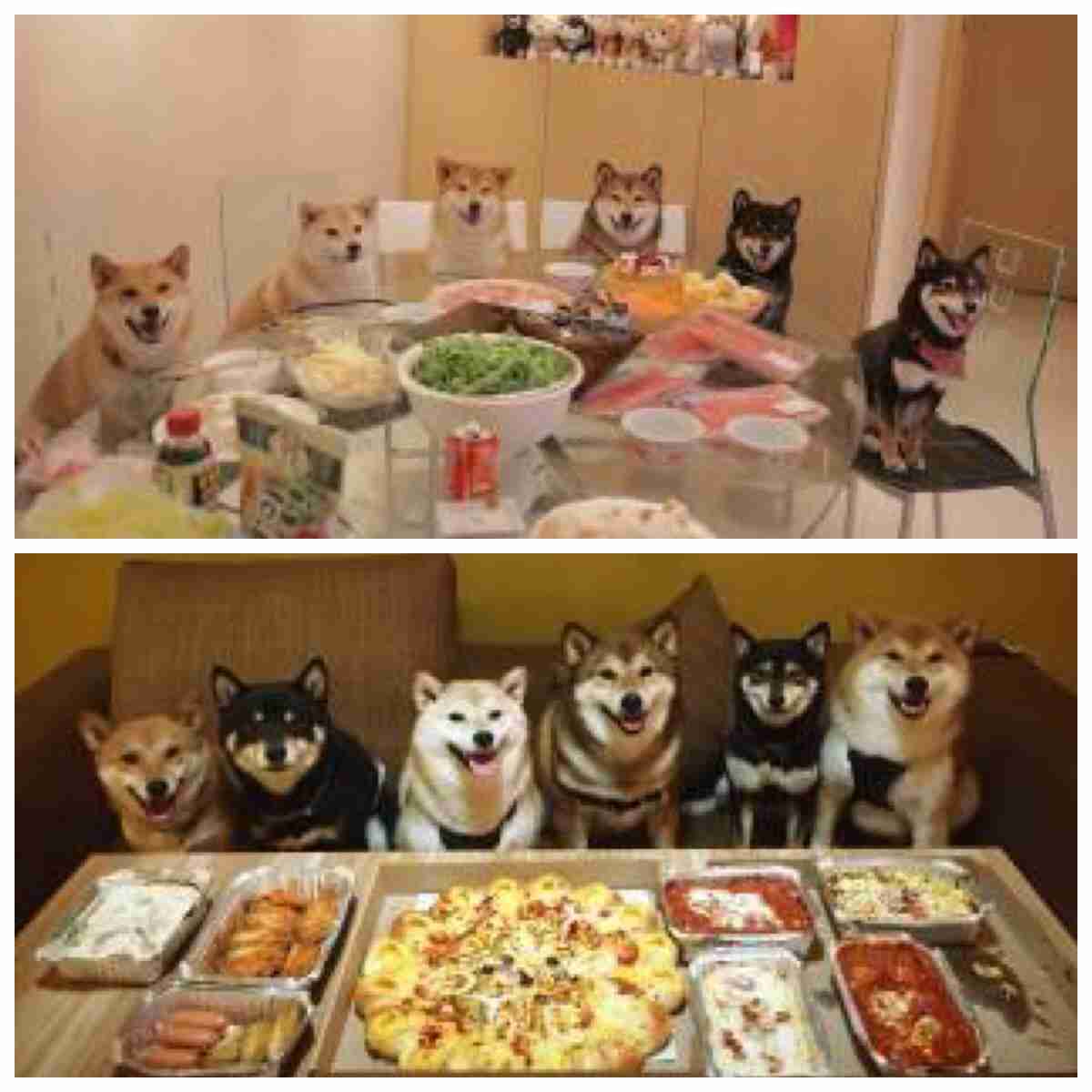 【画像】可愛い動物が溜まりに溜まるトピ