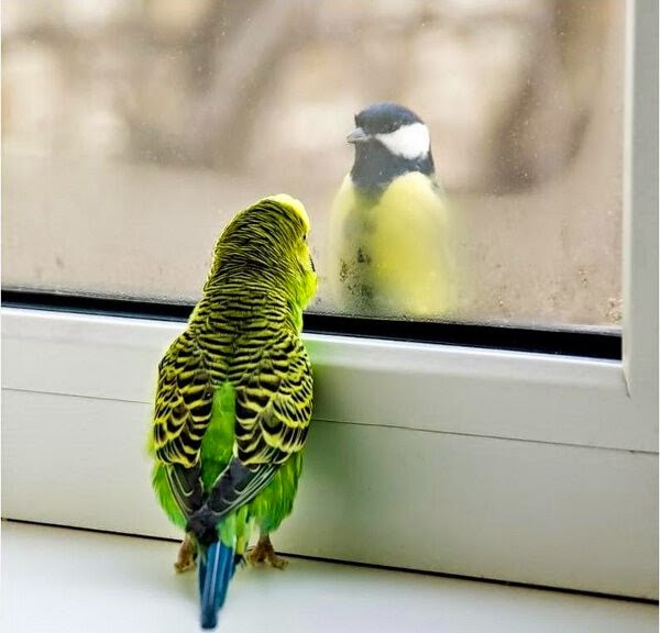 【画像】可愛い動物が溜まりに溜まるトピ
