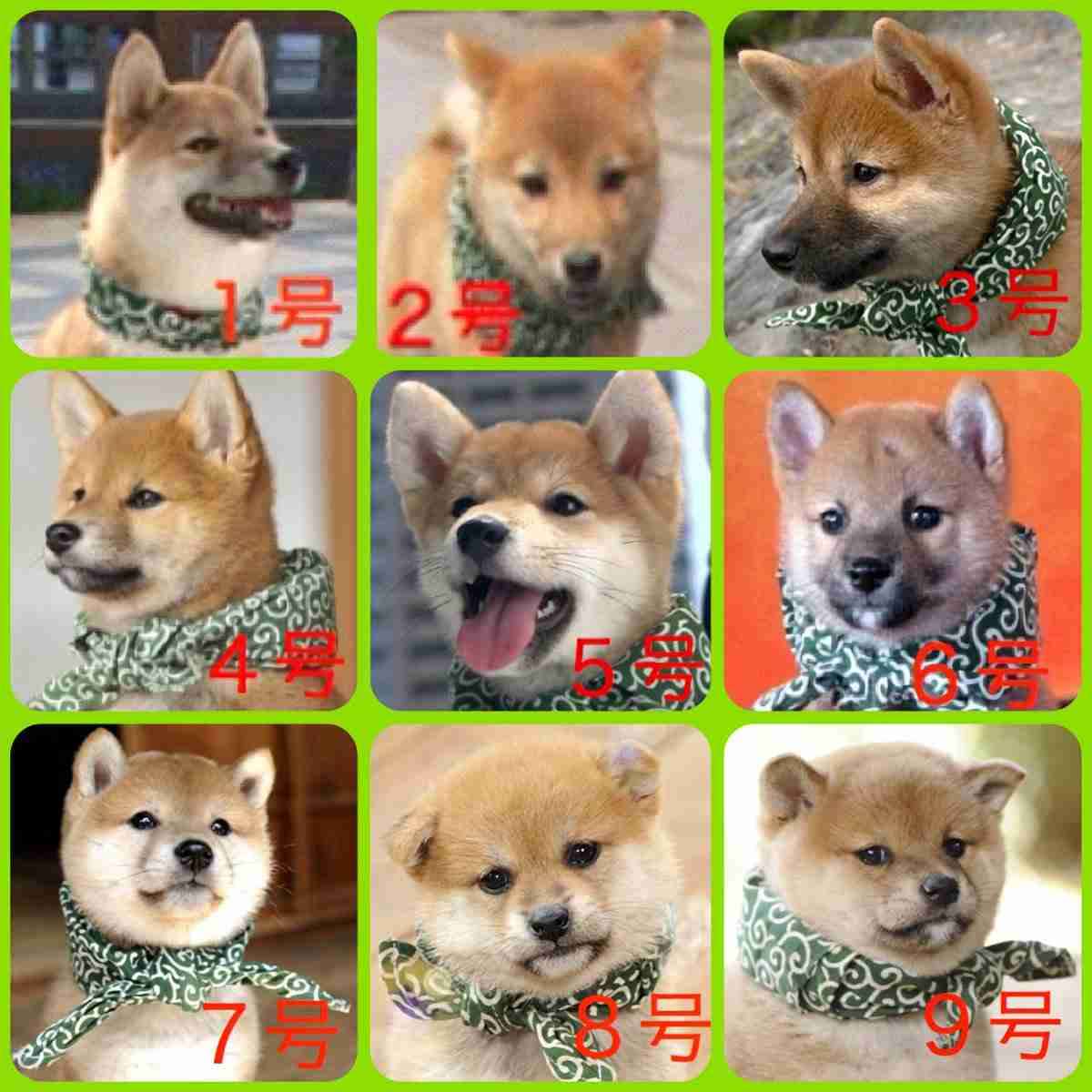 【画像】可愛い動物が溜まりに溜まるトピ