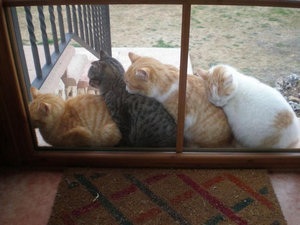 【画像】可愛い動物が溜まりに溜まるトピ