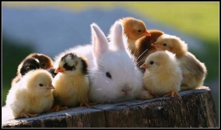 【画像】可愛い動物が溜まりに溜まるトピ