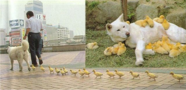 【画像】可愛い動物が溜まりに溜まるトピ