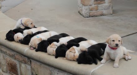 【画像】可愛い動物が溜まりに溜まるトピ