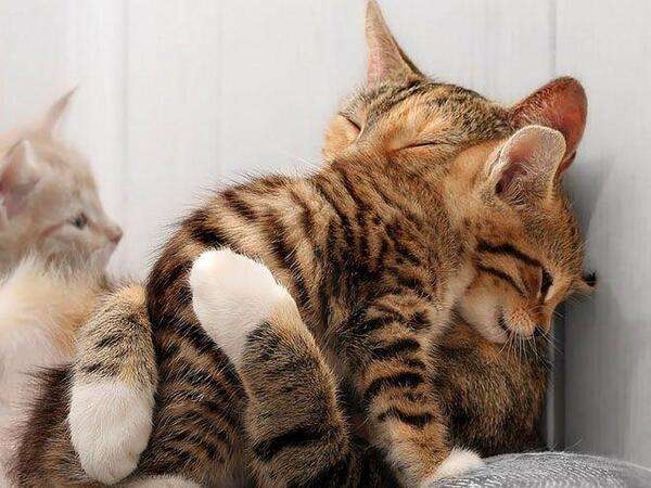 【画像】可愛い動物が溜まりに溜まるトピ