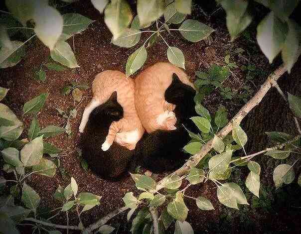 【画像】可愛い動物が溜まりに溜まるトピ