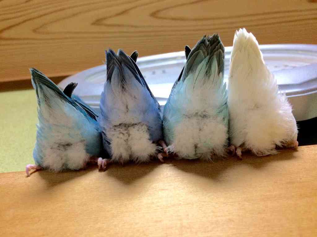 【画像】可愛い動物が溜まりに溜まるトピ