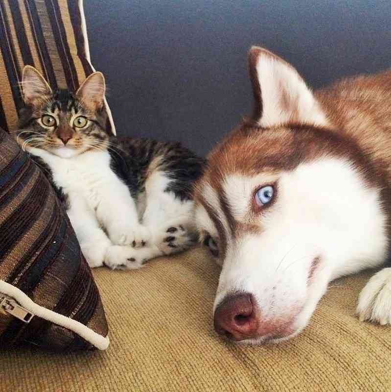 【画像】可愛い動物が溜まりに溜まるトピ