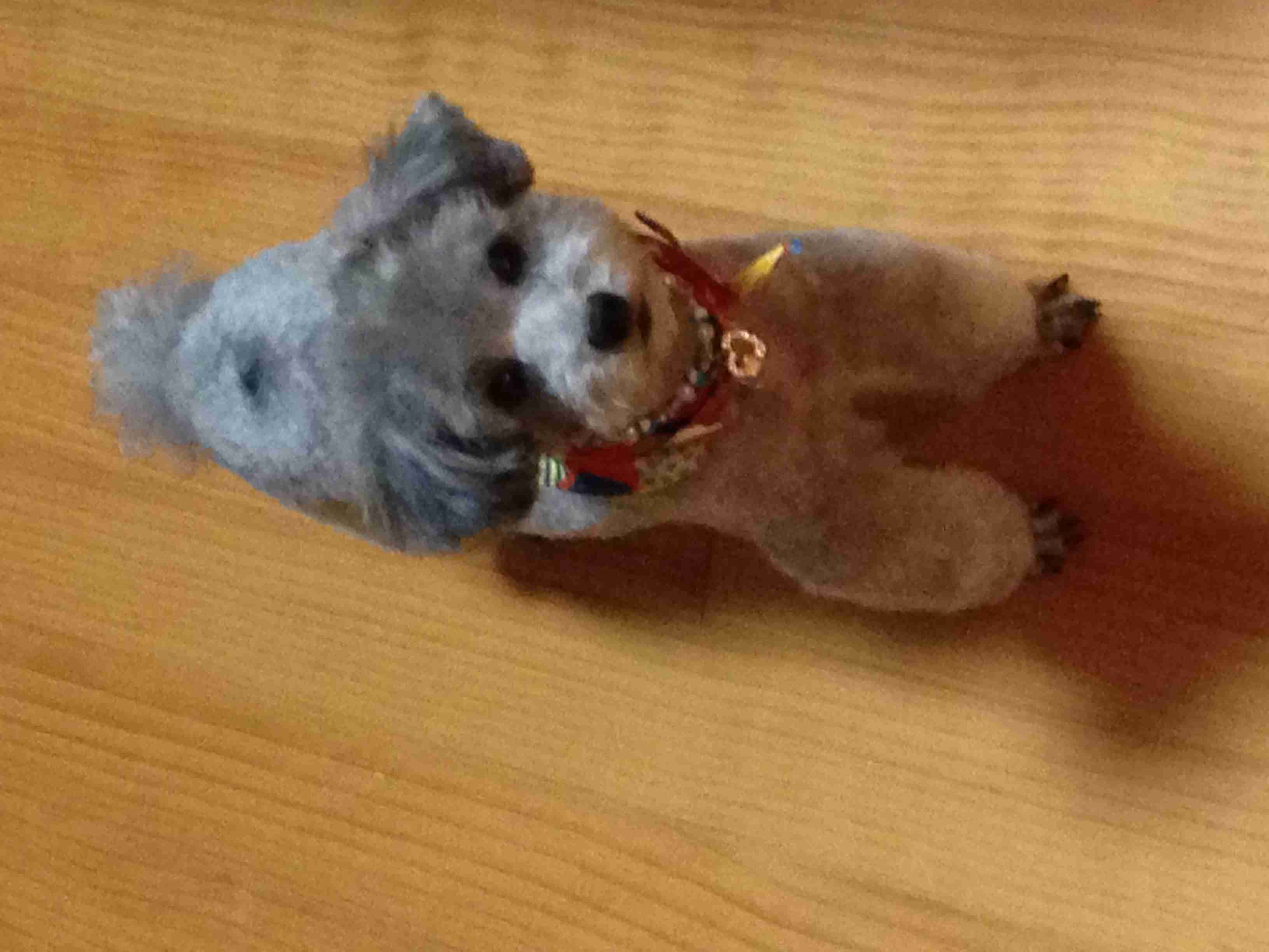 【画像】可愛い動物が溜まりに溜まるトピ